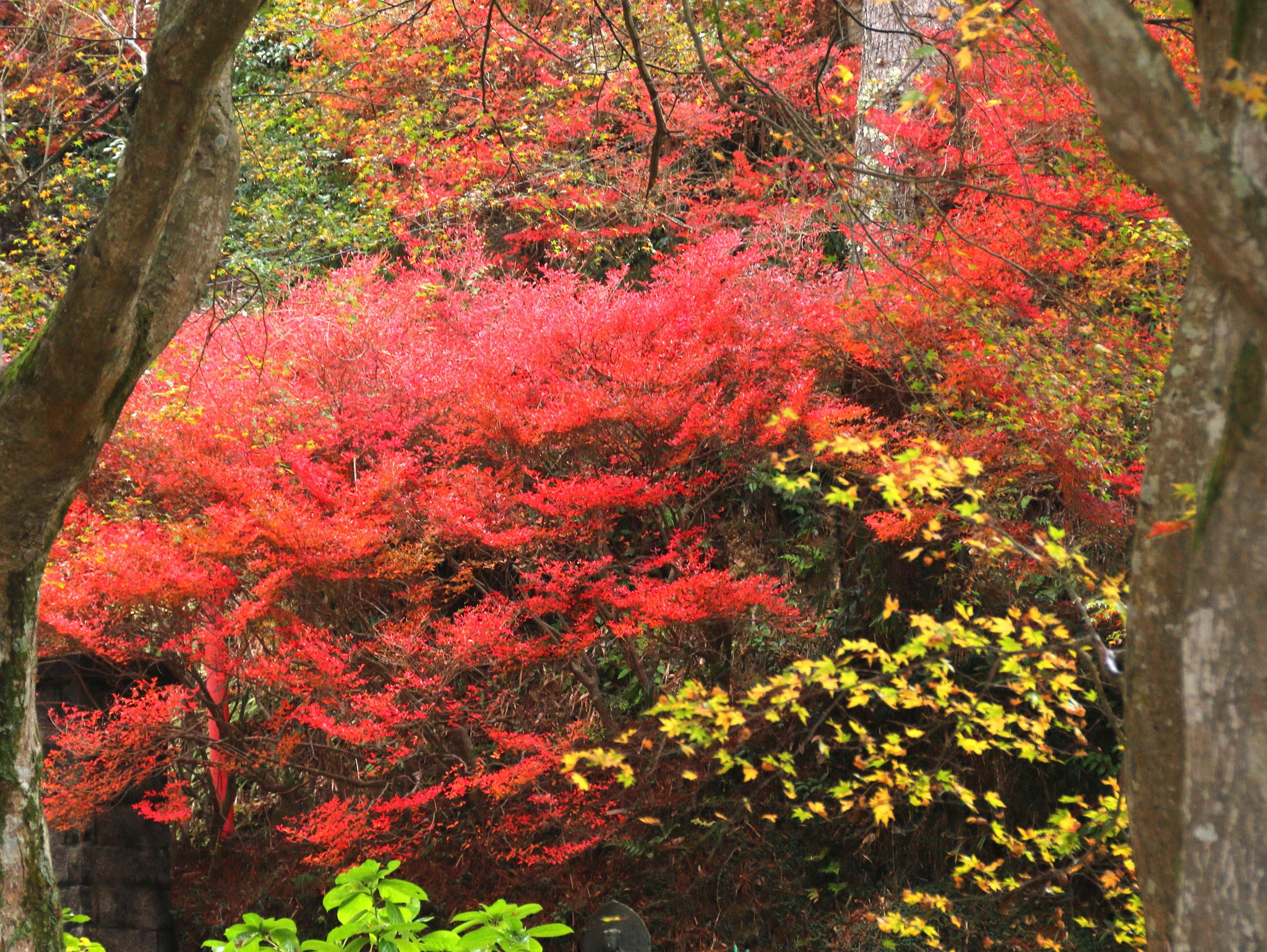 真紅の紅葉