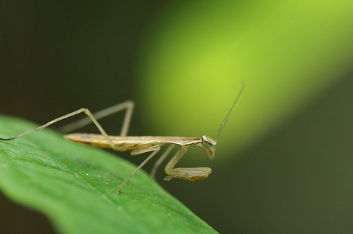 黄光の中で