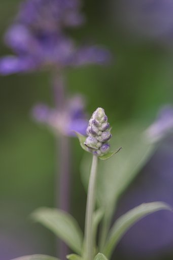 α100mm F2.8マクロ