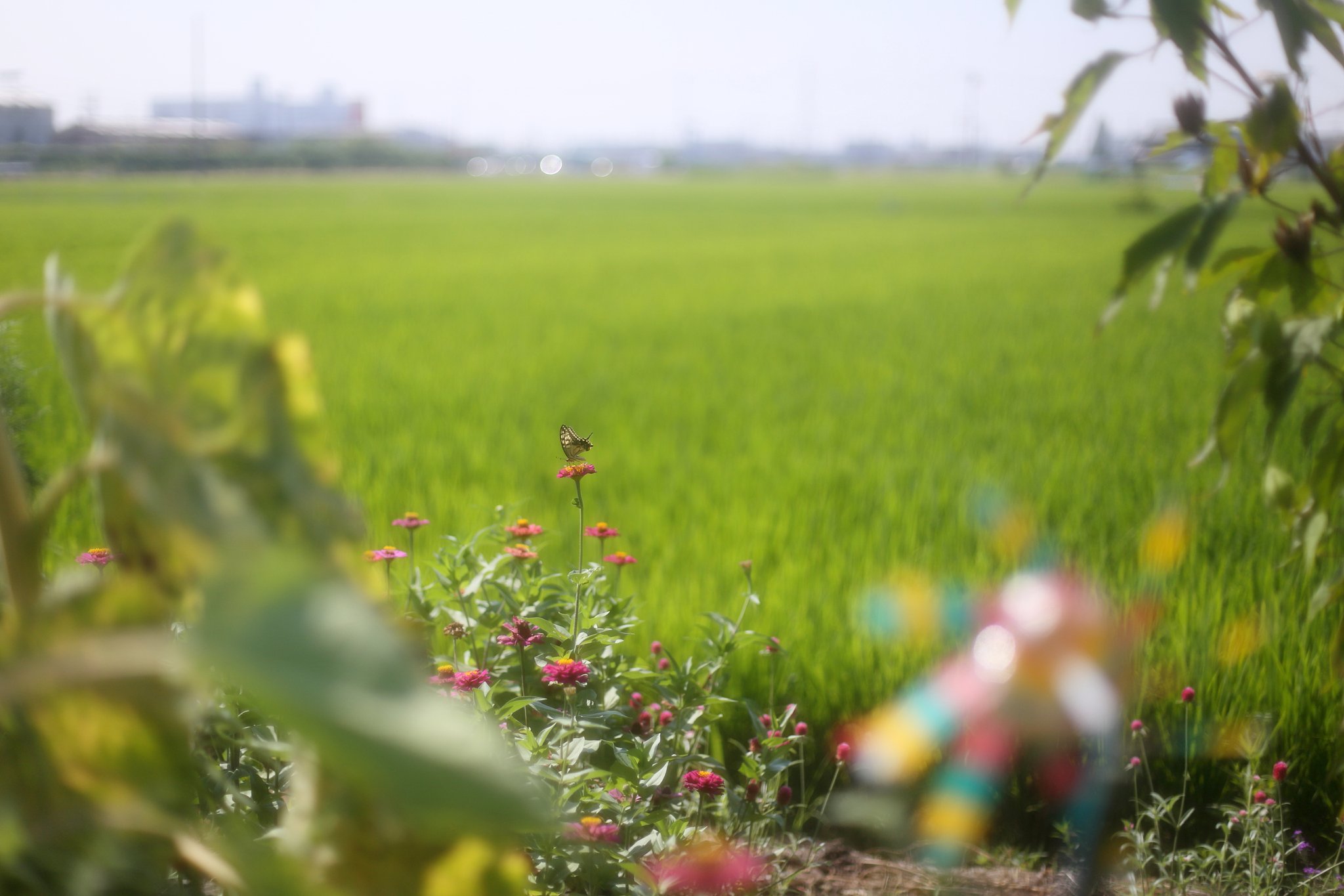 夏の朝