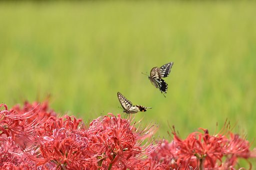 アゲハの舞