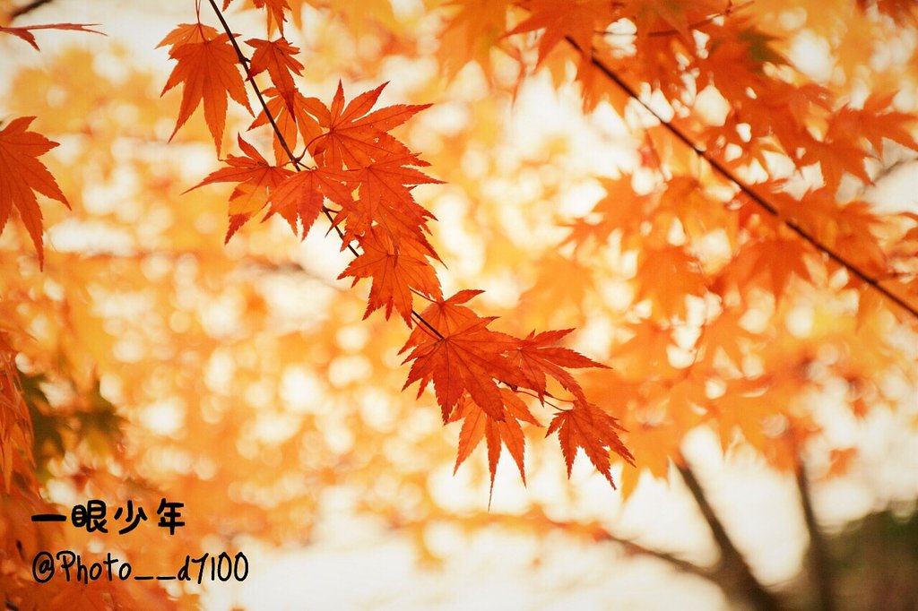 秋の紅葉