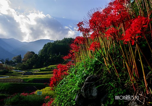 盛秋の風景