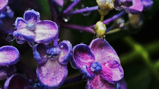 雨に紫陽花
