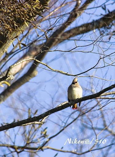 まさかの鳥撮り