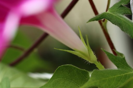 これも朝顔