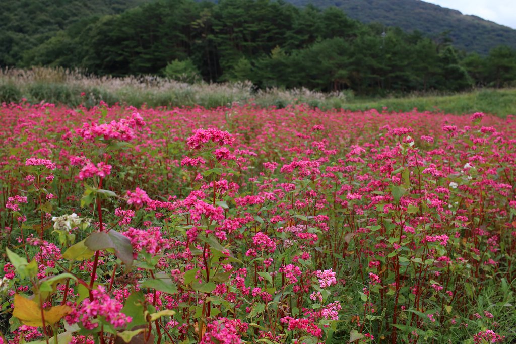赤蕎麦 in 広島県北広島町