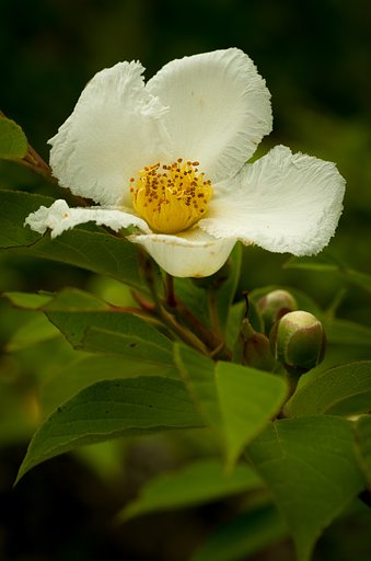 SIGMA MACRO 70mm F2.8 