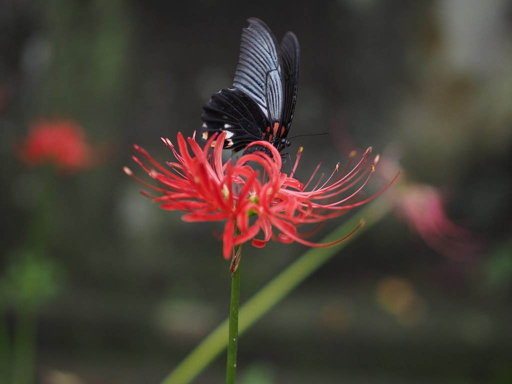Panasonic LEICA DG NOCTICRON 42.5mm/F1.2 ASPH.