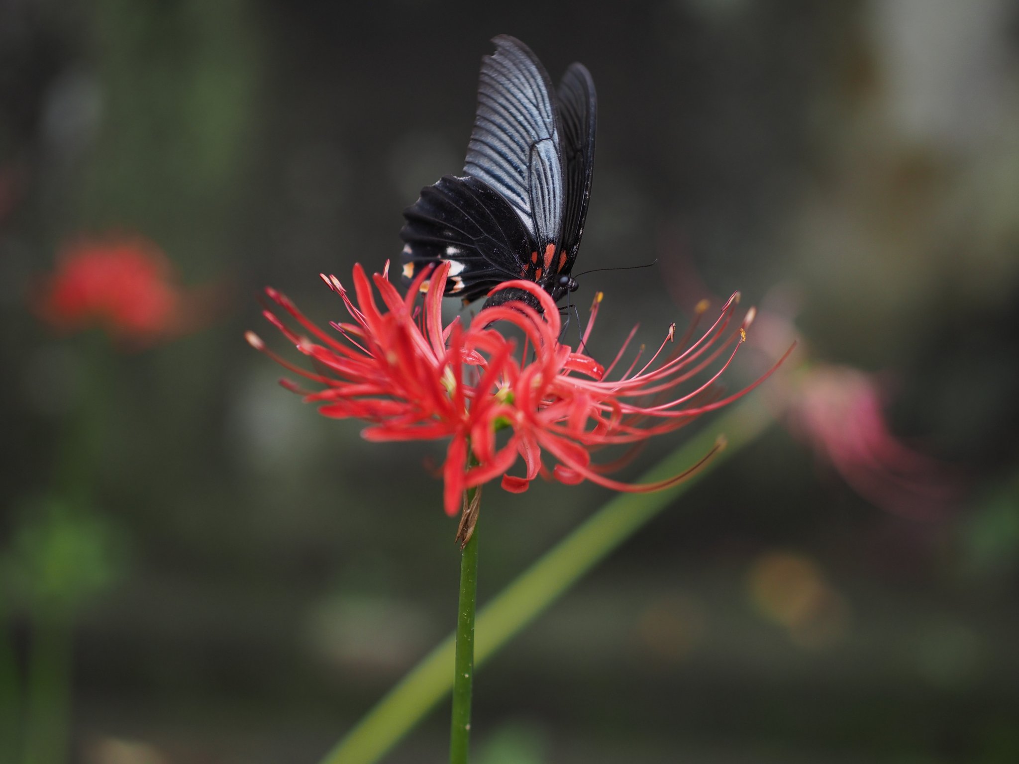 Panasonic LEICA DG NOCTICRON 42.5mm/F1.2 ASPH.