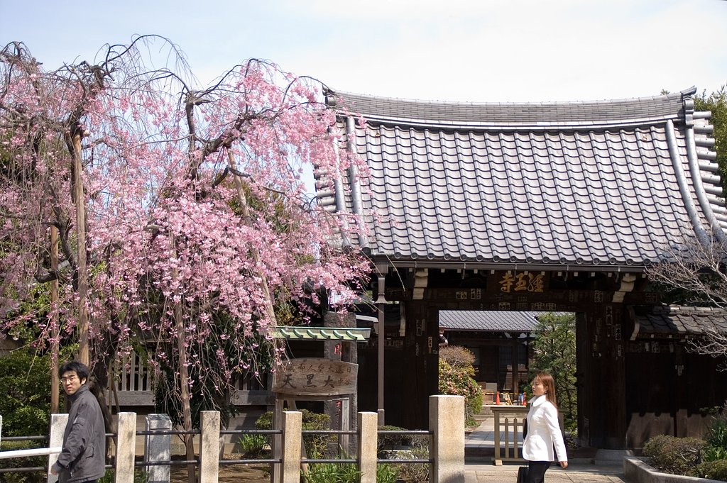 近所の桜