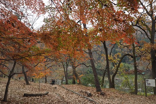 紅葉のアーケード