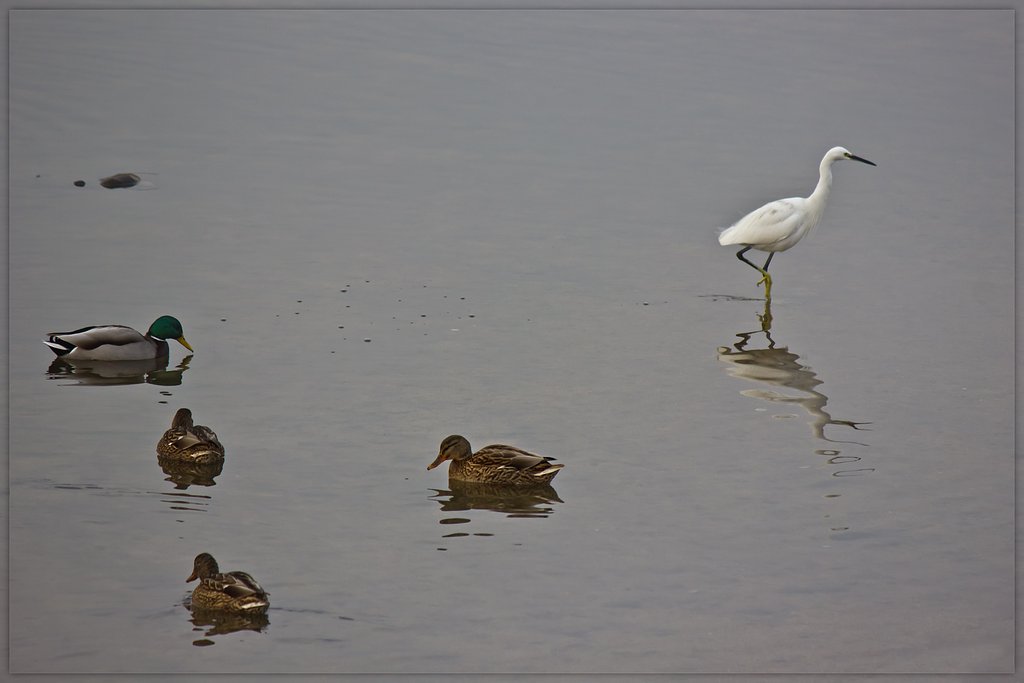 水鳥たち