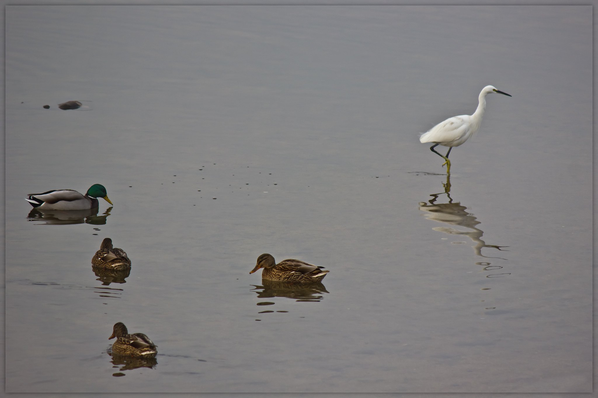 水鳥たち