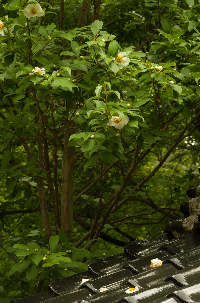 夏椿