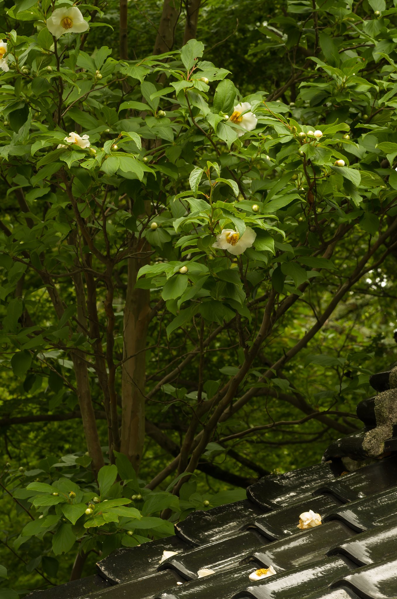 夏椿