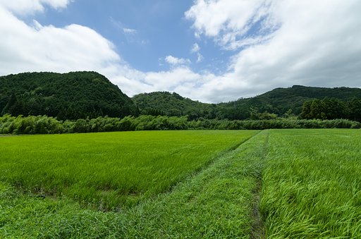 風