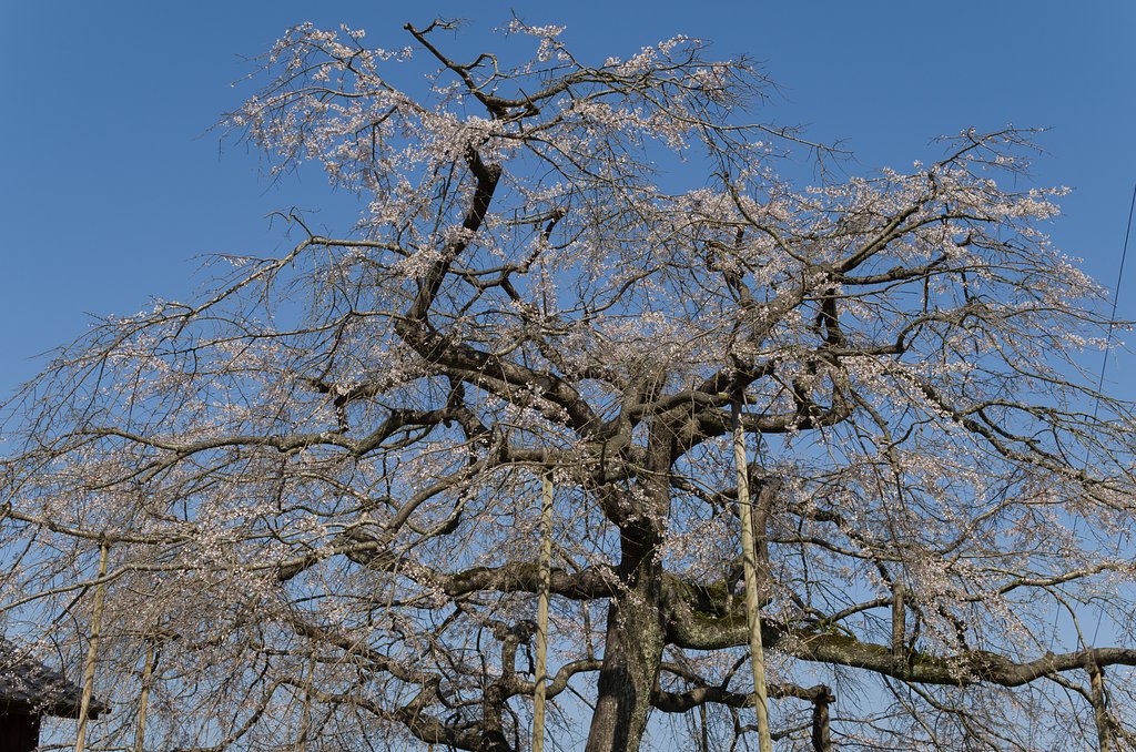 糸桜