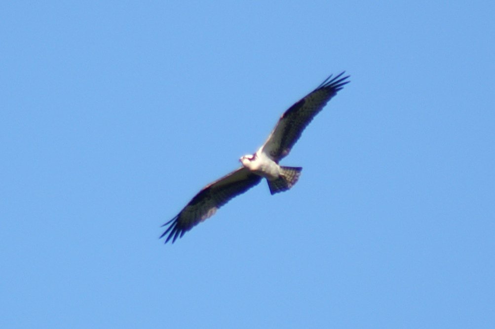 上空の鳥