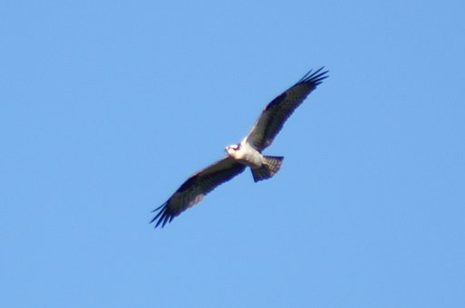 上空の鳥