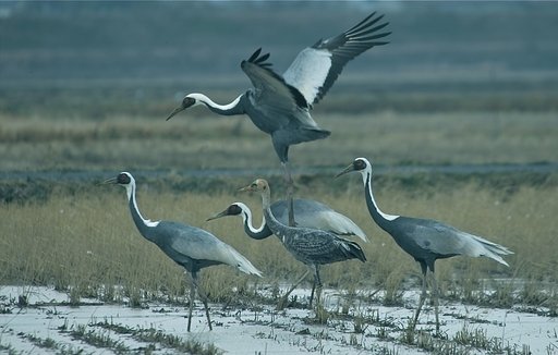 ナベヅル幼鳥＆マナヅル