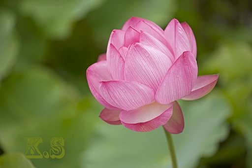 【フリー】 今朝咲いた蓮