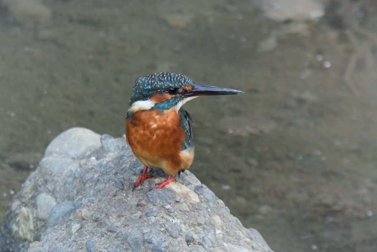 お世話になります