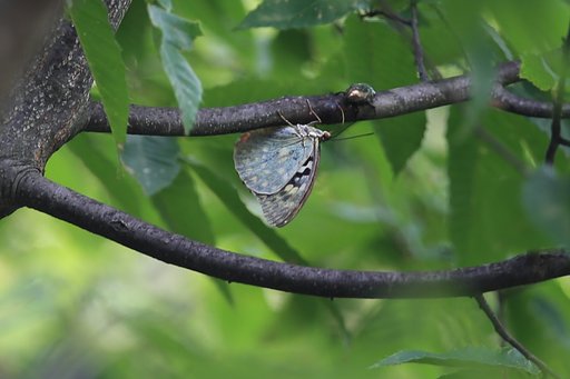 オオムラサキ♀翅裏の拡大