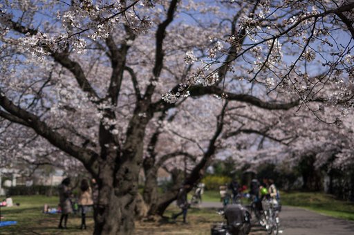 お花見日和