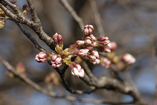 岩井公園の桜。