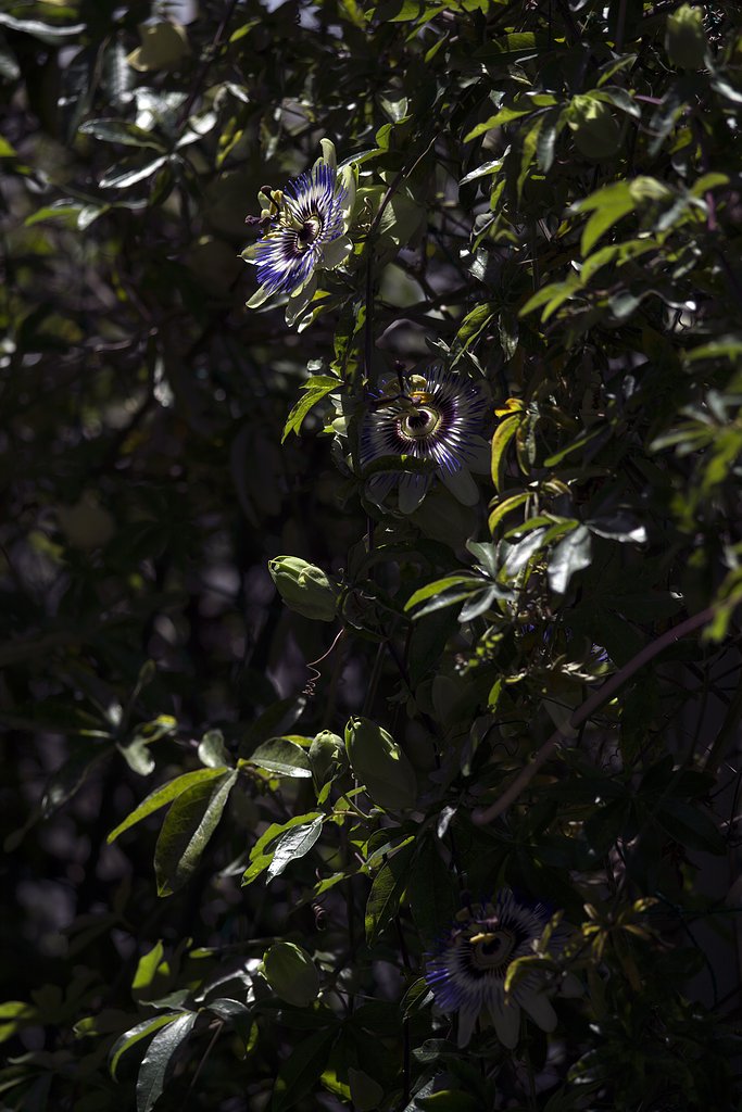 Nikkor 300mm f/4D IF-ED