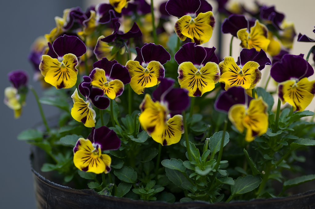PENTAX-D FA MACRO 100mm F2.8