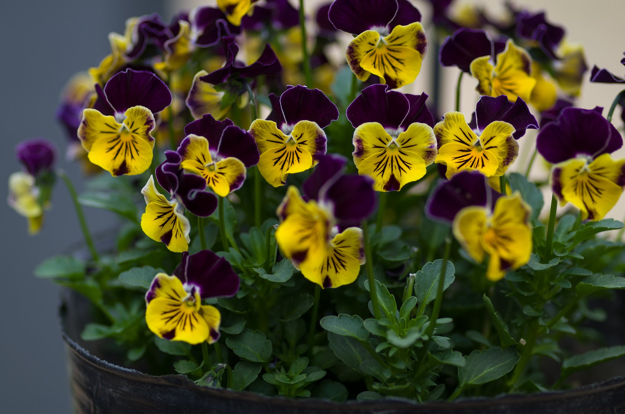 PENTAX-D FA MACRO 100mm F2.8