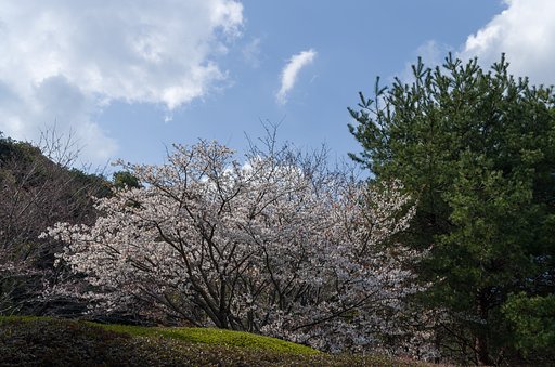 山桜