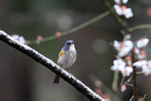 雨が降ってもルリビタキ