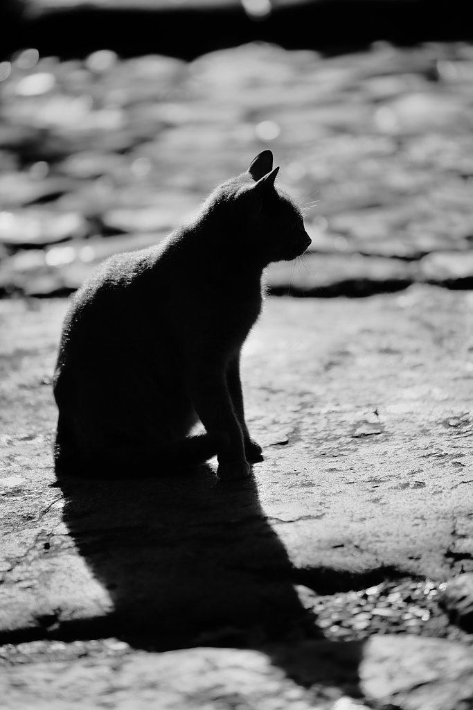 【縦画像】ねこ