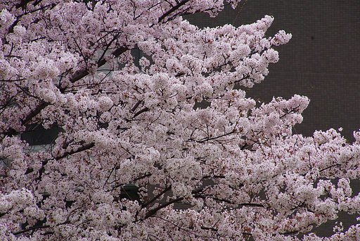 サクラ