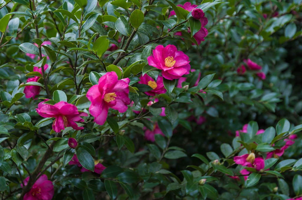 山茶花