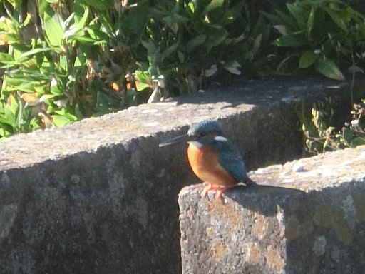 カワセミ