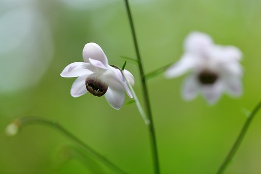 深山にキラリ