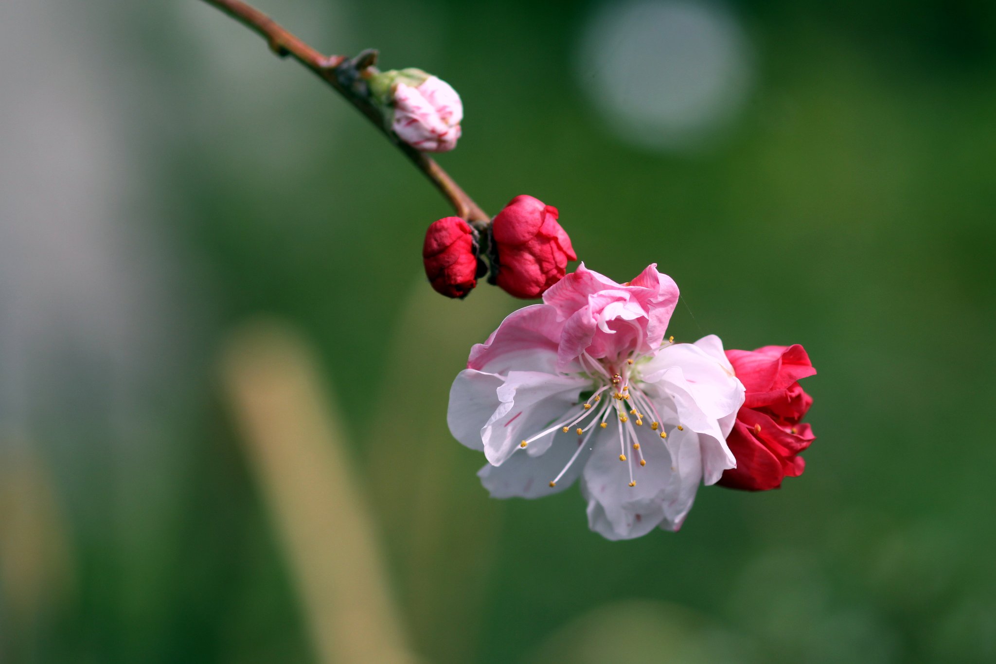 CANON MACRO FE100mm  F2.8