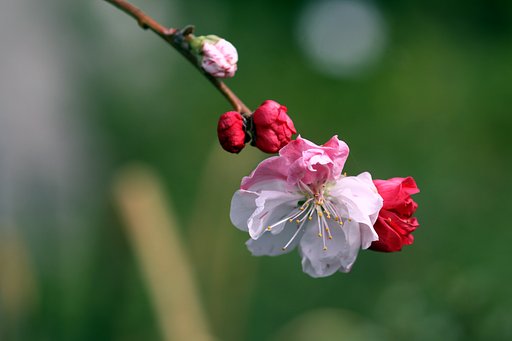 CANON MACRO FE100mm  F2.8