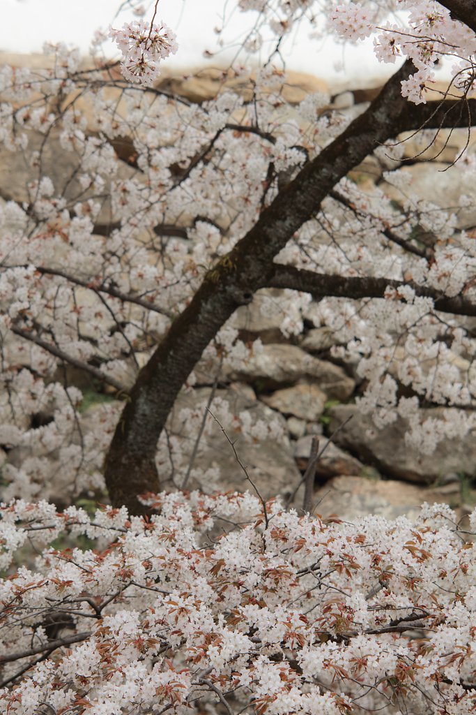 AF DC-NIKKOR 135mmF2D 