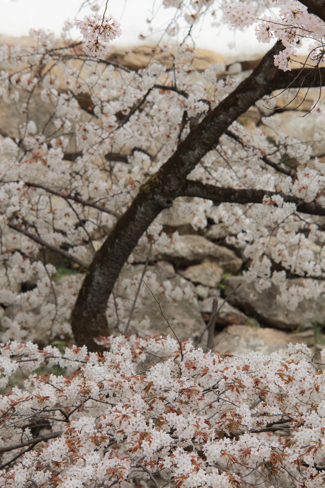 AF DC-NIKKOR 135mmF2D 