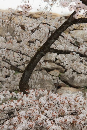 AF DC-NIKKOR 135mmF2D 