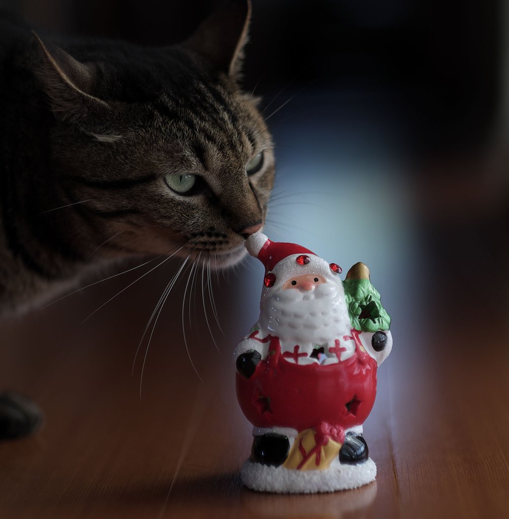 ねこ
