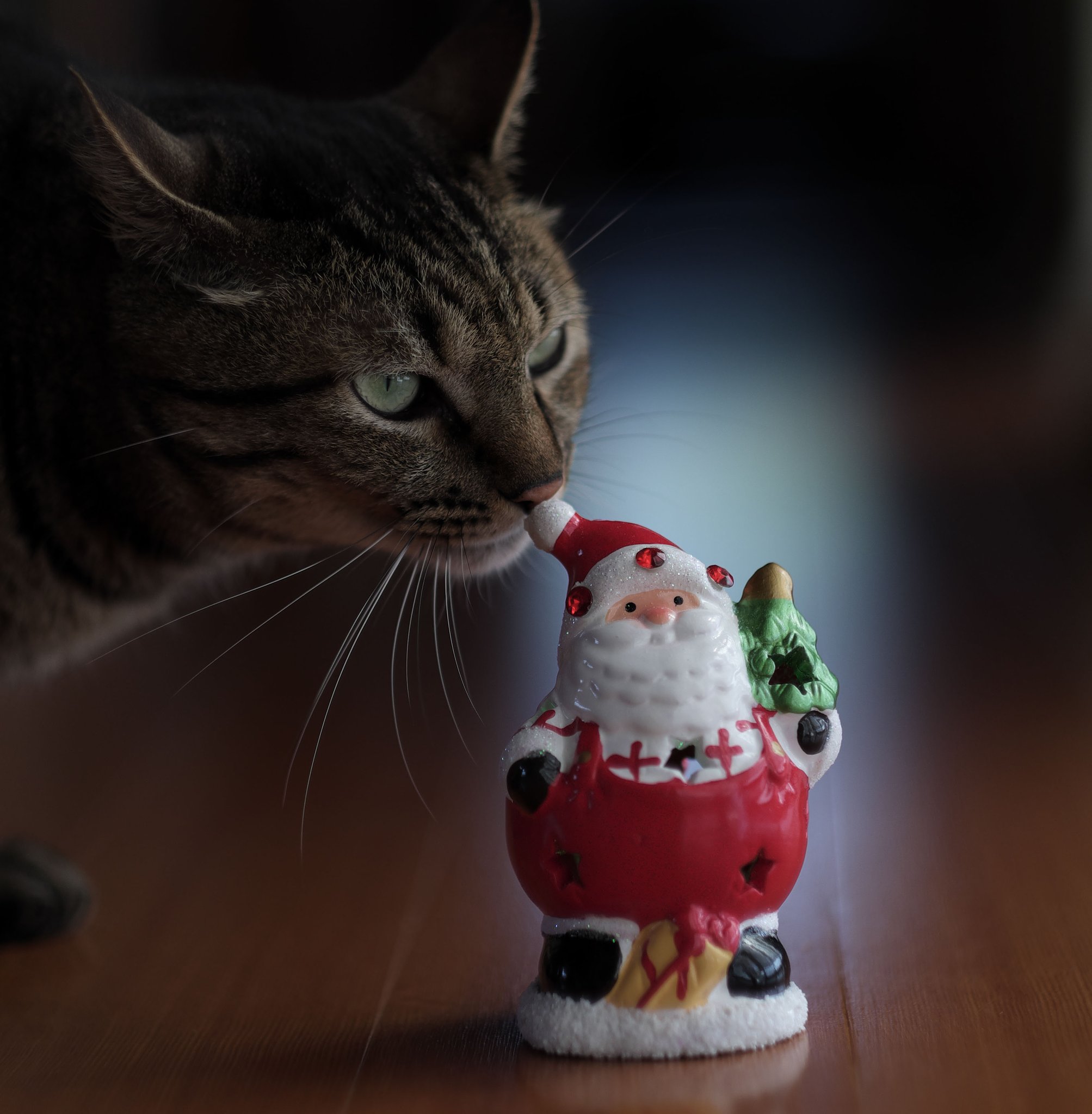 ねこ