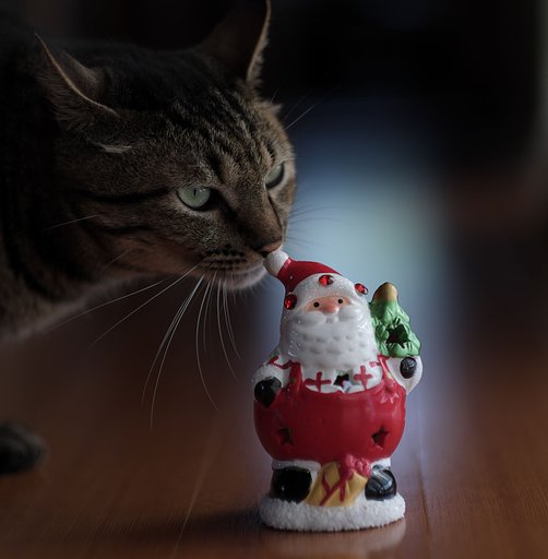 ねこ
