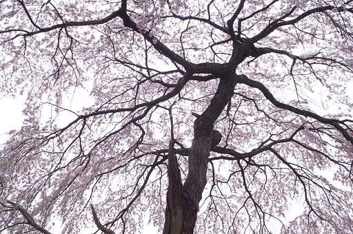 広橋（下市）の桜