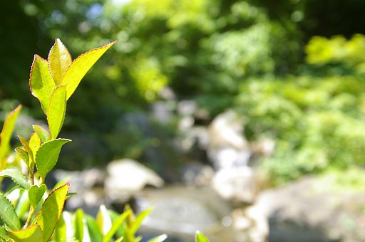 新緑